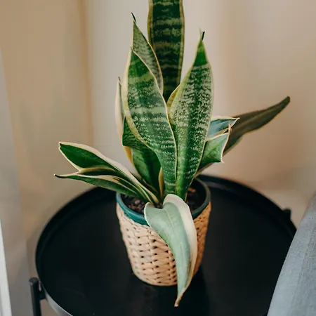 Green Coast Surf House 3* Espinho (Aveiro)