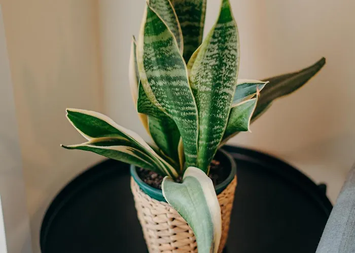 Coast Surf House 3* Espinho (Aveiro)